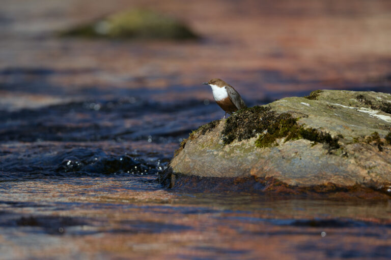 Wasseramsel im Bayrischen Wald (1/4)
