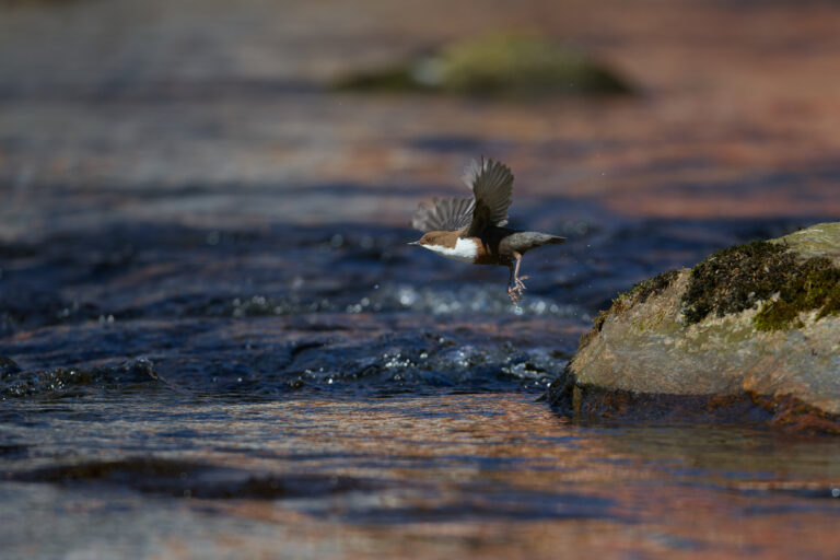 Wasseramsel im Bayrischen Wald (2/4)