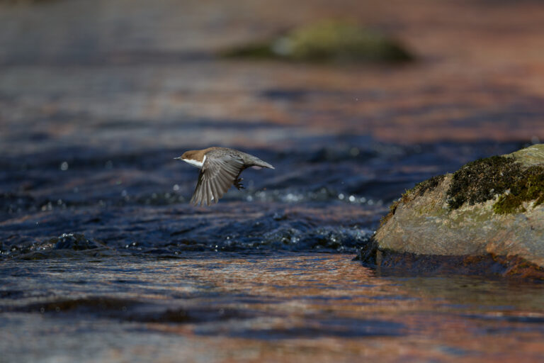 Wasseramsel im Bayrischen Wald (3/4)