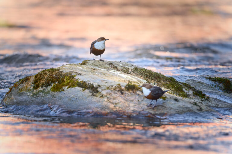 Wasseramseln Paar von Wasseramseln