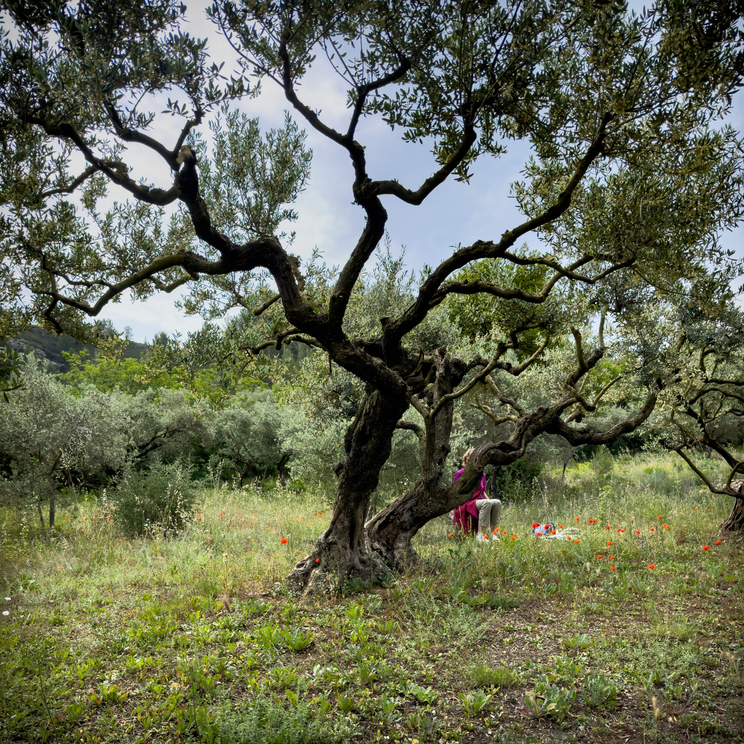 i20230525-100716-812-6048 x 8064-IMG_2254.jpg